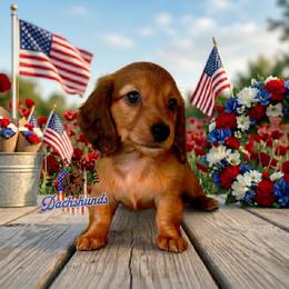 AFDs Honey - Red female Dachshund puppy in Waverly, Ohio from Always Faithful Dachshunds