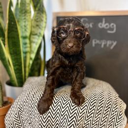 Girl 3 - Phantom female Goldendoodle puppy in Washington, Illinois from Lola Bear Goldendoodles