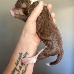 Bernedoodle, Poodle, and Saint Berdoodle Puppies from Remington Kennels, LLC