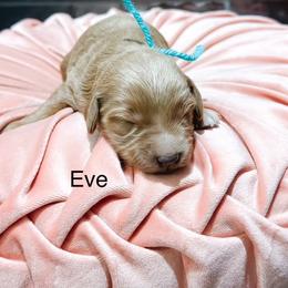 Eve - Apricot female Goldendoodle puppy in Pasco, Washington from Camp Doodle Woods