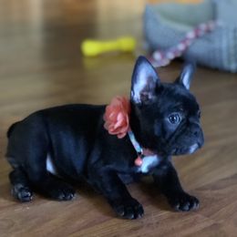 Bulldog and French Bulldog Puppies from Fancy Like Frenchies