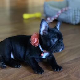 Bulldog and French Bulldog Puppies from Fancy Like Frenchies