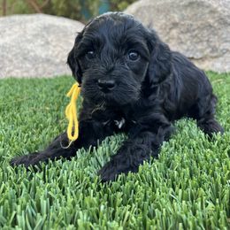 Boy 4 - Black Cockapoo puppy in Peoria, Arizona from Frosty Acres Cockapoos and Doodles