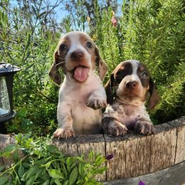 Dachshund Puppies from Bluegum Dachshunds