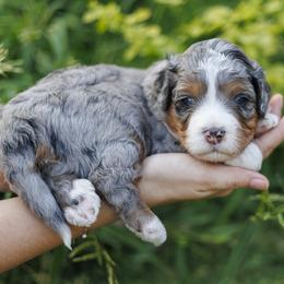 Reef - Merle male Bernedoodle puppy in Gilbert, Arizona from Safe Havynn Doodles