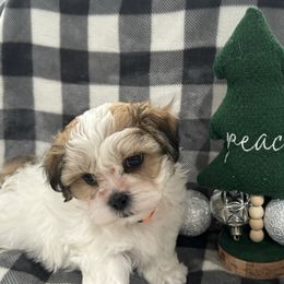 Dachshund and Shichon Puppies from J & C Puppies
