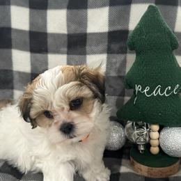 Dachshund and Shichon Puppies from J & C Puppies