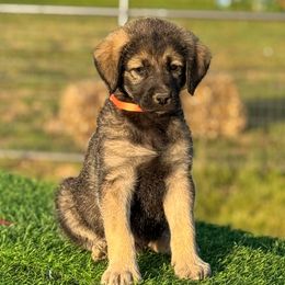 Orange - male Schnoodle puppy in Spokane, Washington from Crazy-Joy