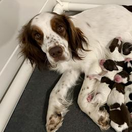 English Springer Spaniels from STORYSIDESPRINGERS