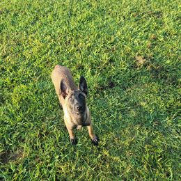 CYAN - Mahogany female Belgian Malinois puppy in Paragould, Arkansas from DANGER CLOSE MALINOIS
