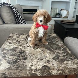 Fabio - Red  male Goldendoodle puppy in Mint Hill, North Carolina from DoodleForever