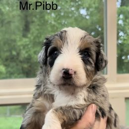 Bernedoodle Puppies from Blue Belle Hills Bernedoodles
