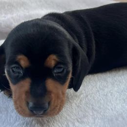 Dachshunds from Daschund Pups