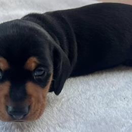 Dachshunds from Daschund Pups