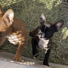 Girl 2 - Brindle and white French Bulldog puppy in Calhoun, Georgia from Shays Designer Dogs