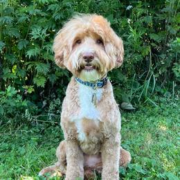 Letti - Australian Labradoodle