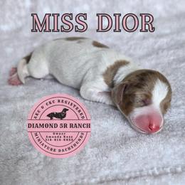 MISS DIOR - Dapple female Dachshund puppy in Columbia, Louisiana from Diamond 5R Ranch AKC & CKC Miniature Dachshunds