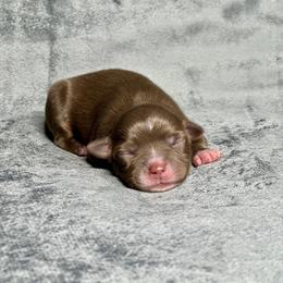 Sugar Bear - Red tri female Toy Australian Shepherd puppy in Lincoln, California from Country Dreams Mini Aussies