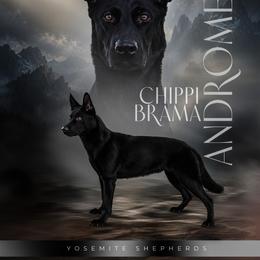 Meda - German Shepherd