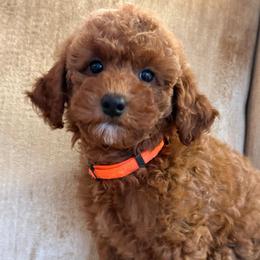 Orange collar girl,3.5 lbs - Red  female Goldendoodle puppy in Ridgewood, New Jersey from Jessie’s Doodles