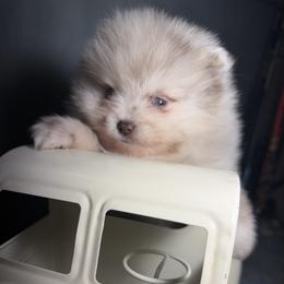 Cringle - Chocolate merle male Pomeranian puppy in Sandia, Texas from Broken Arrow Poms