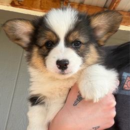 Dewey - Black and tan male Pembroke Welsh Corgi puppy in Chubbuck, Idaho from Sunny J Corgis and Mini Americans