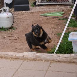 Leroy - Black tri-color male Australian Shepherd puppy in Sonoita, Arizona from Gardner Canyon Kennels