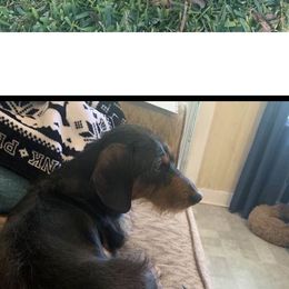 Eros - Dachshund