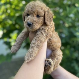 Goldendoodle Puppies from Happy Doodle