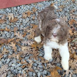 Male 3 - Red tri-color male Aussiedoodle puppy in Mouth Of Wilson, Virginia from Holly Ridge Aussies, Aussiedoodles & Corgis