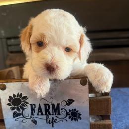 Claudine - Red roan female Cockapoo puppy in Holton, Indiana from MoonShine Babies