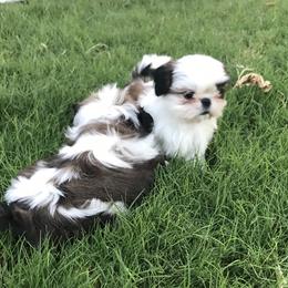 Shih Tzu Puppies from Willow Lane Shih Tzus