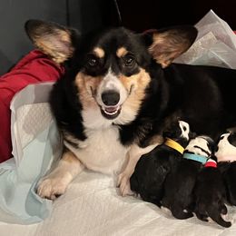 Chloe - Pembroke Welsh Corgi