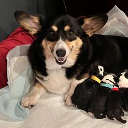 Chloe - Pembroke Welsh Corgi