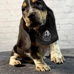 Cupid - Black white and brown male Basset Hound puppy in Dingess, West Virginia from Tuckers' Howling Hounds