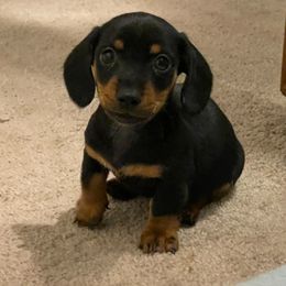 Dachshund Puppies from Cromwell Cogsworth Dachshunds of South West Michigan