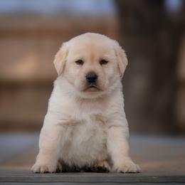 Sesame - Yellow male Labrador Retriever puppy in Ridgecrest, California from Black Mountain Service Dogs