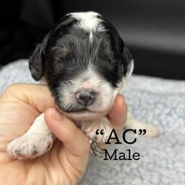 AC Slater - Black and white male Aussiedoodle puppy in Lake City, Florida from North Florida Poodles and Doodles