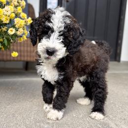 Bones - Brown and white male Bernedoodle puppy in Springville, Utah from Oodles of Bernedoodles
