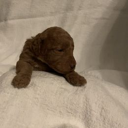 Goldendoodle Puppies from Hush Doodles