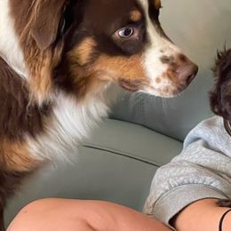 Australian Shepherds and Shih Tzus from Ford Hollow Farms Shih Tzus and Australian Shepherds