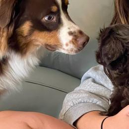 Australian Shepherds and Shih Tzus from Ford Hollow Farms Shih Tzus and Australian Shepherds