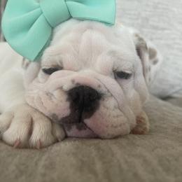 Bulldog and French Bulldog Puppies from The Georgia Bully Bunch