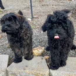 Schnoodle puppies from Roux's Munchkins