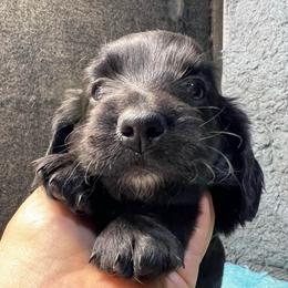 Shamu - Black female Dachshund puppy in Bigfork, Minnesota from Dachshunds Up North