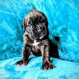 Boxer Puppies from Penny’s Boxer Puppies