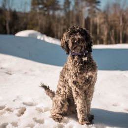 Darcy - Goldendoodle