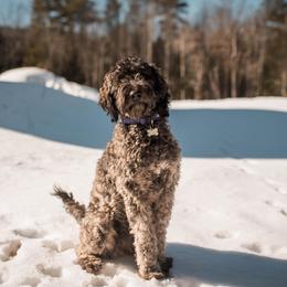 Darcy - Goldendoodle