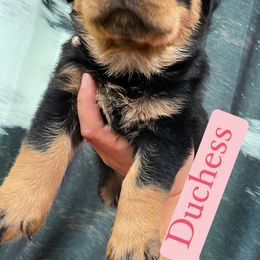 Anne - Black and mahogany female Rottweiler puppy in Mancelona, Michigan from Nicolle Stone