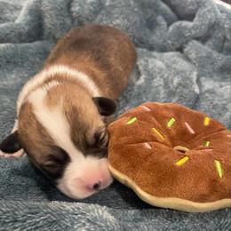 Scooby - Sable male Pembroke Welsh Corgi puppy in Adairsville, Georgia from R&R Corgis